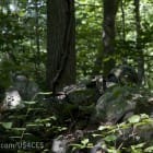 ADS-US4CES_Woodland_3