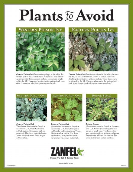 ZAN406-Plant ID Poster_20120201