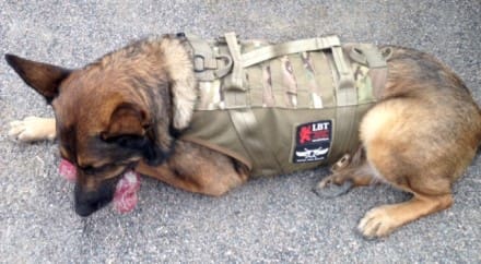 Lbt k9 shop harness