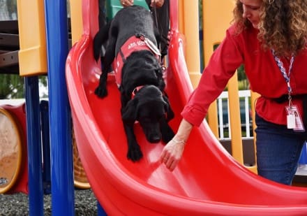 Hero Dogs on the slide