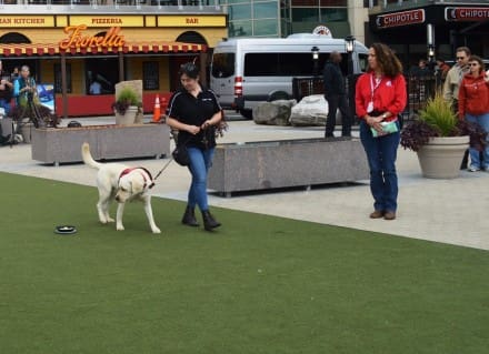 Hero Dogs training on the plaza