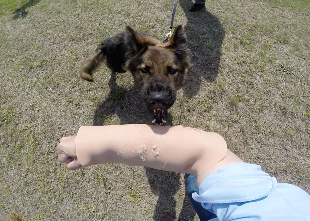 K9 best sale bite sleeve