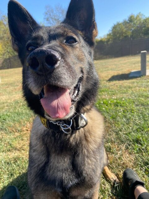 at what age do military dogs retire